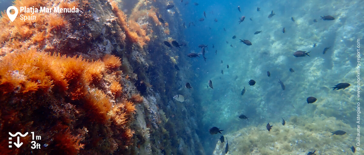 School of damselfish at Platja Mar Menuda, Tossa de Mar