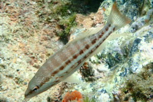 Serranus cabrilla