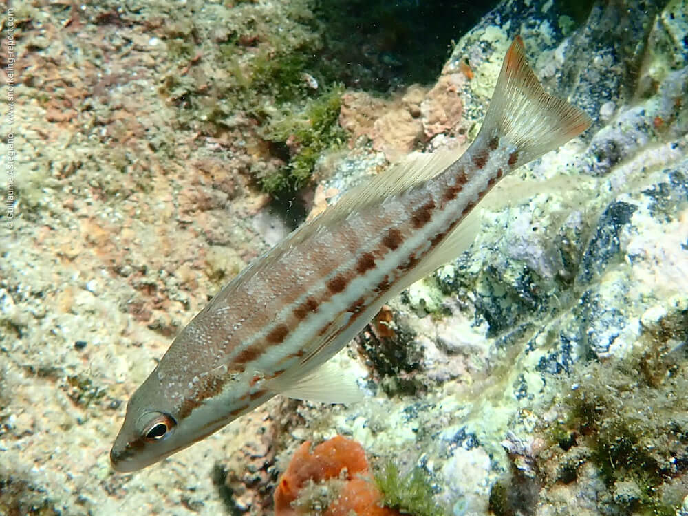 Serranus cabrilla