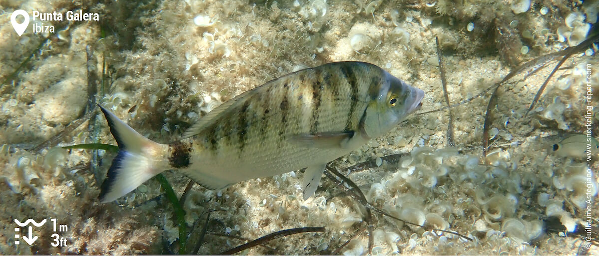 Sharpsnouted seabream at Punta Galera