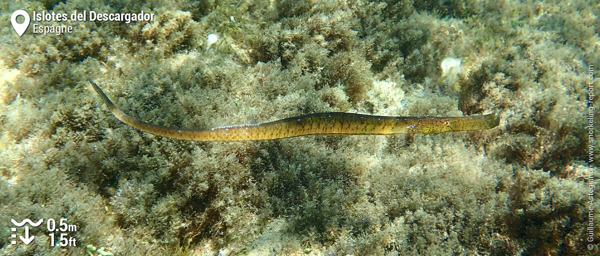 Siphonostome aux Islotes del Descargador