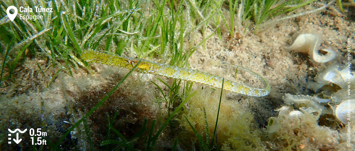 Siphonostome dans les herbiers de Cala Túnez