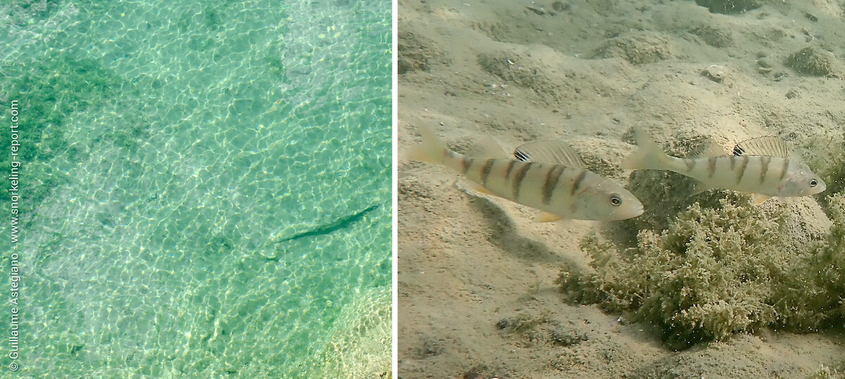 Snorkeling dans le Lac du Bourget