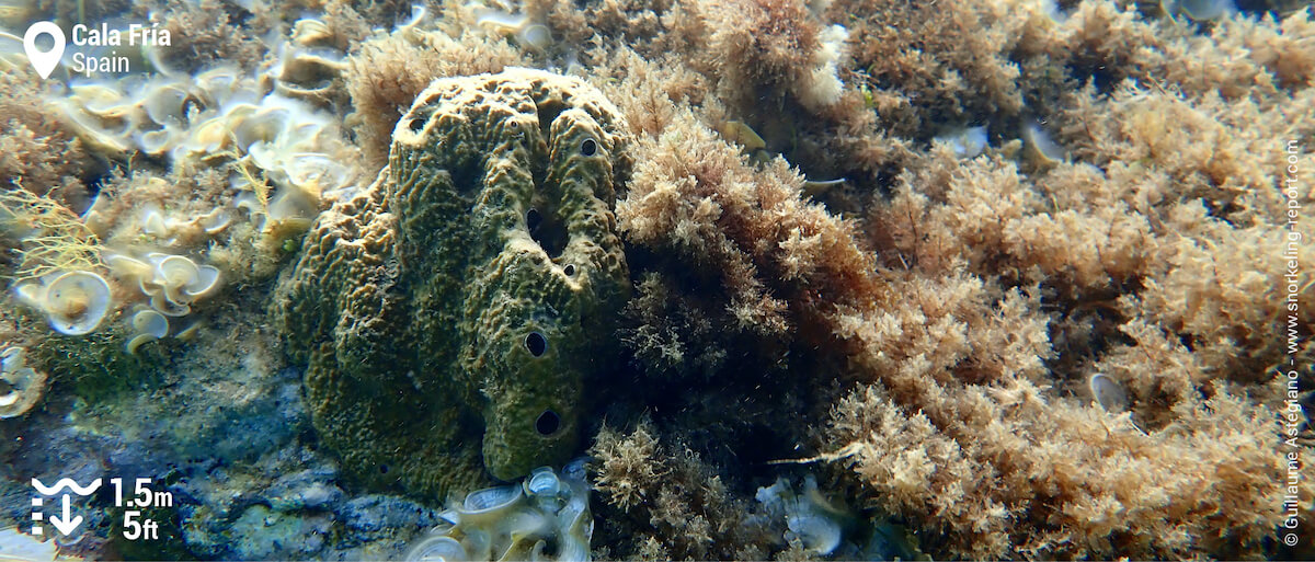 Sea sponge at Cala Fria