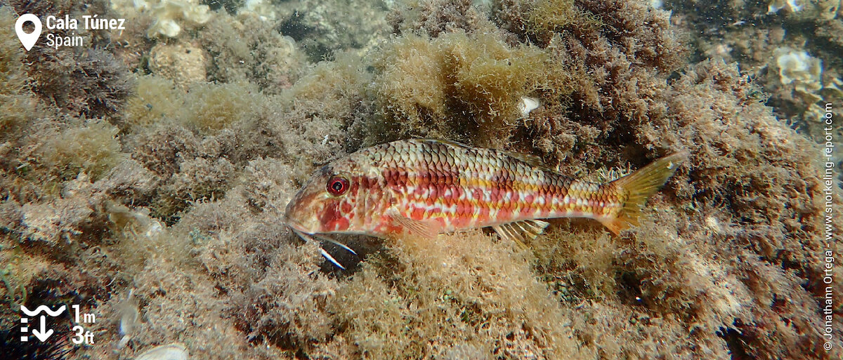 Striped red mullet at Cala Túnez, Cabo de Palos