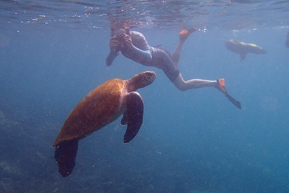 Wetsuit snorkeling Galapagos