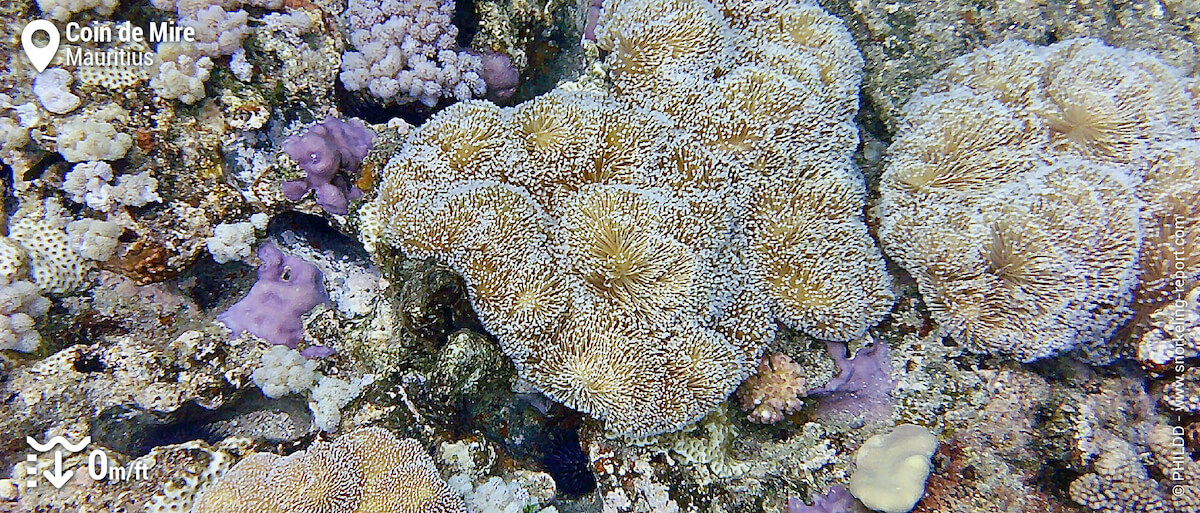 Soft coral at Coin de Mire reef