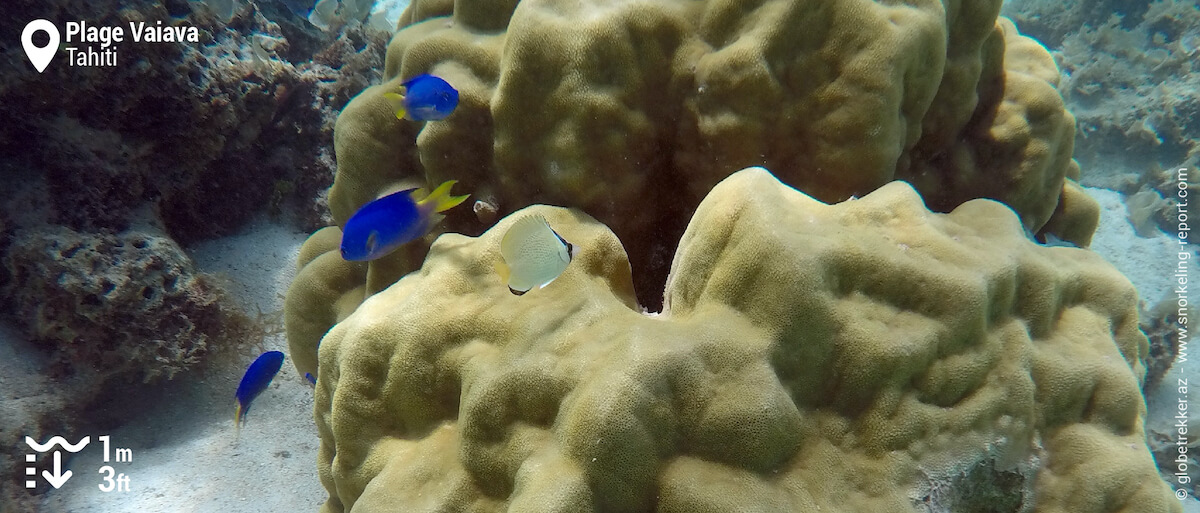 Coral and reef fish at Vaiava Beach, Tahiti