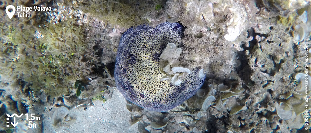 Cushion starfish in PK18 lagoon