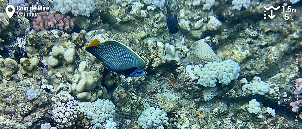 Emperor angelfish at Coin de Mire reef