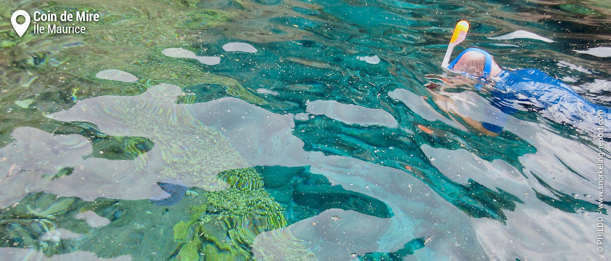 Snorkeling dans l'eau cristalline du récif du Coin de Mire