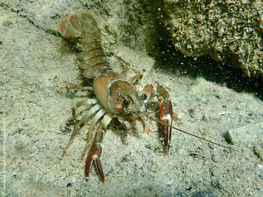 Pacifastacus leniusculus