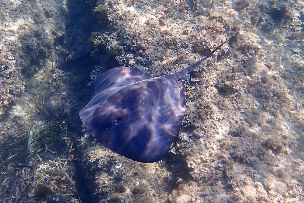 picture-stingray-olympus-TG6