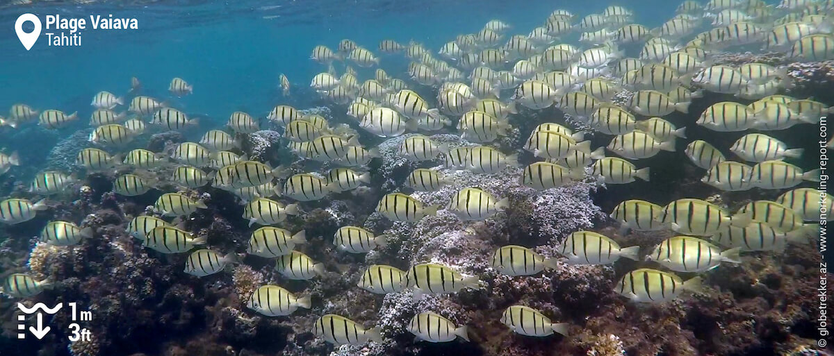 Shoal of convict surgeonfish at PK18