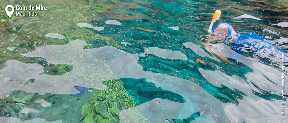 Snorkeler in crystal-clear water at Coin de Mire reef