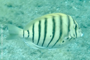 Acanthurus polyzona