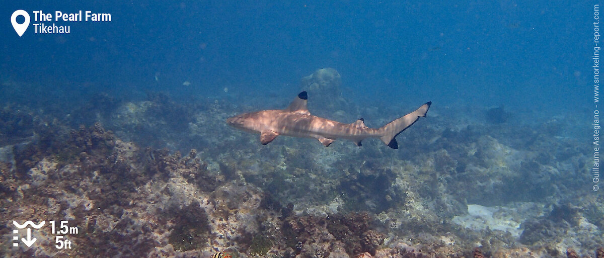 Blacktip shark at the Old Pearl Farm