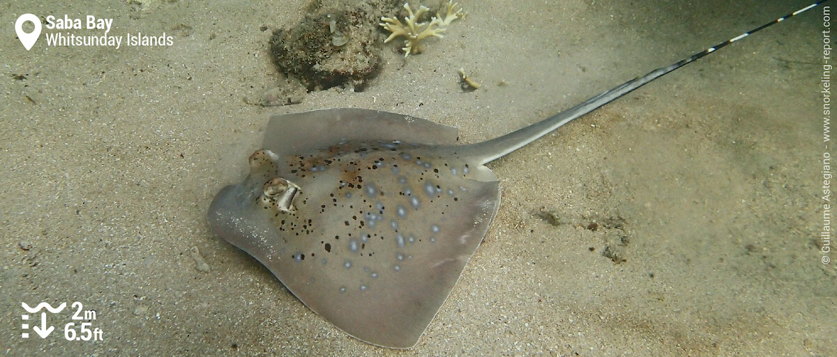 Bluespotted stingray in Saba Bay