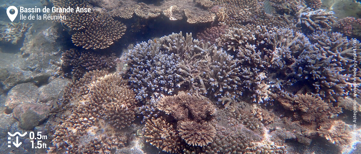 Coraux dans le bassin de Grande Anse