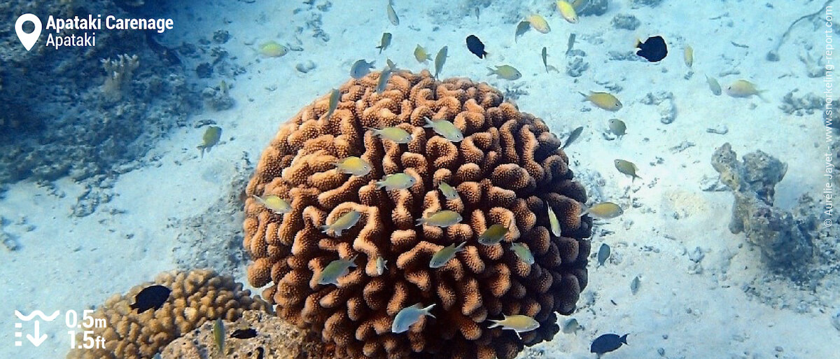 Chromis around a coral bommie