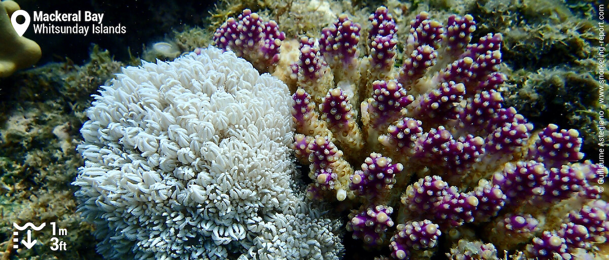 Coral at Mackeral Bay