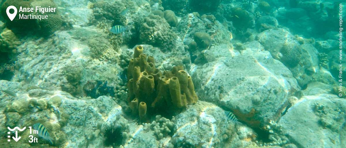 Récif corallien à l'Anse Figuier
