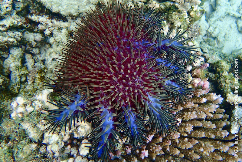 Acanthaster