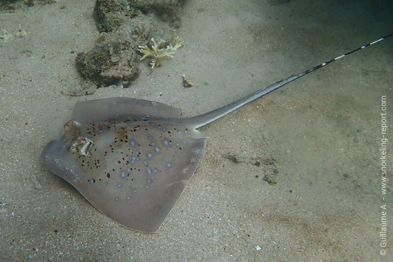 Stingray