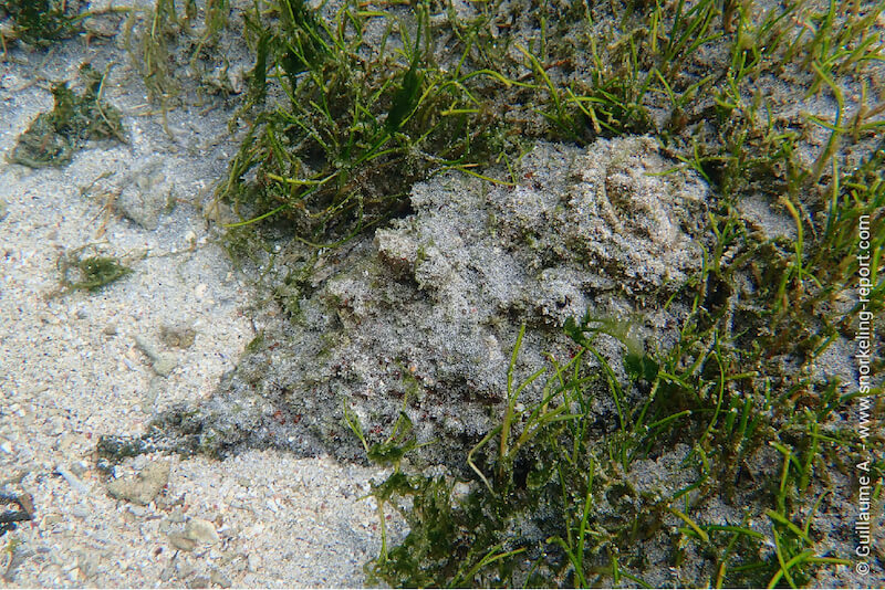 Stonefish