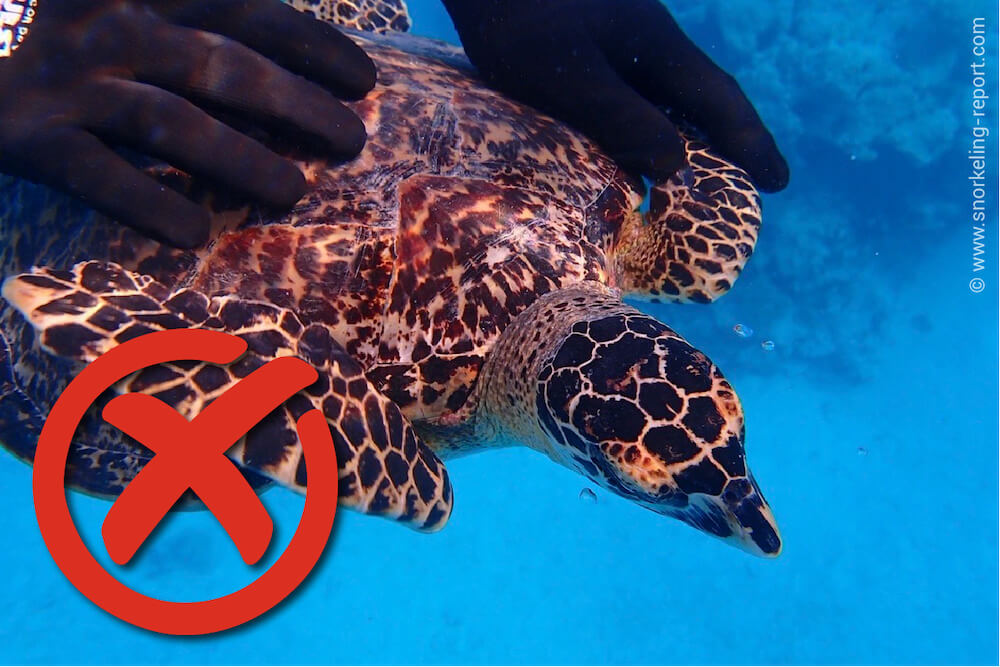Do not touch sea turtles and fish