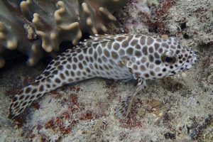 Epinephelus quoyanus