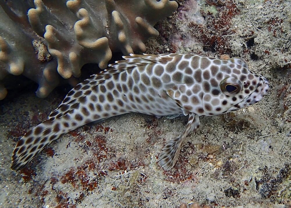 Epinephelus quoyanus