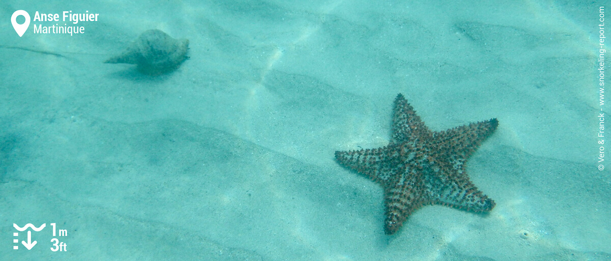 Cushion sea star and sea shell at Anse Figuier