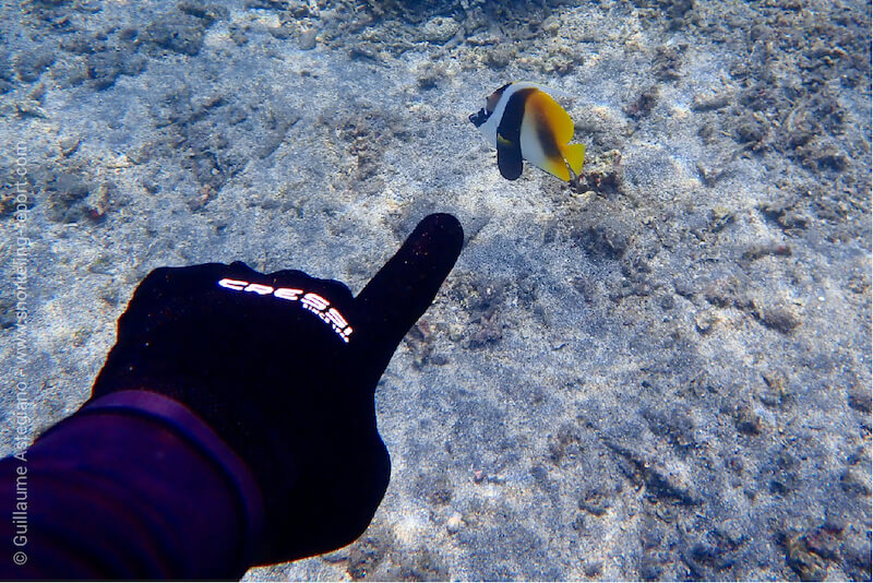 Fish ID