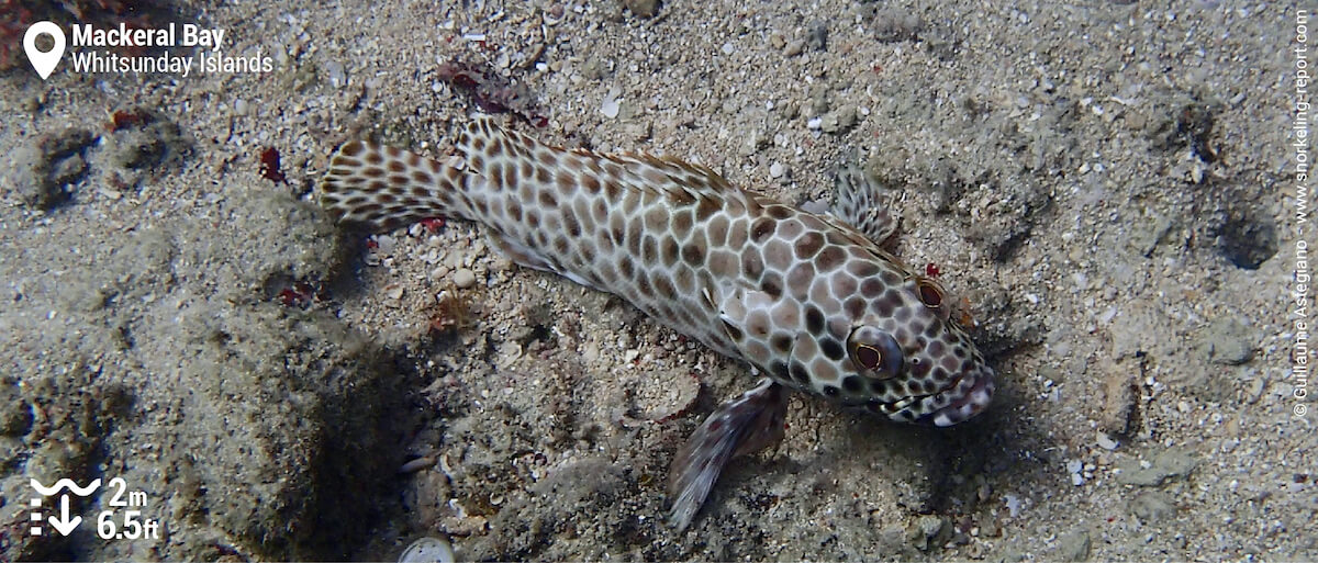 Longfin grouper at Mackeral Bay
