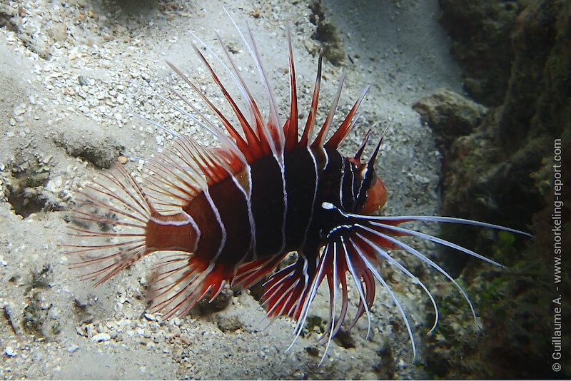 Lionfish