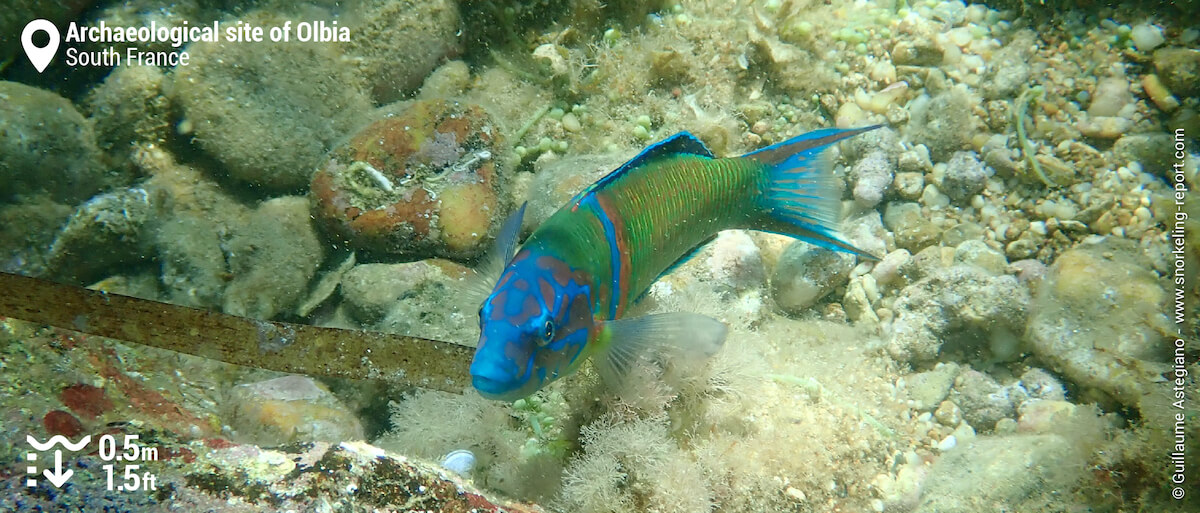 Male ornate wrasse at Almanarre Beach