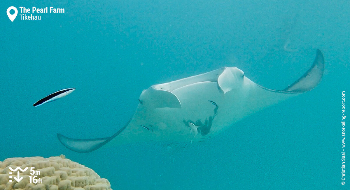 Manta ray at the Pearl Farm, Tikehau