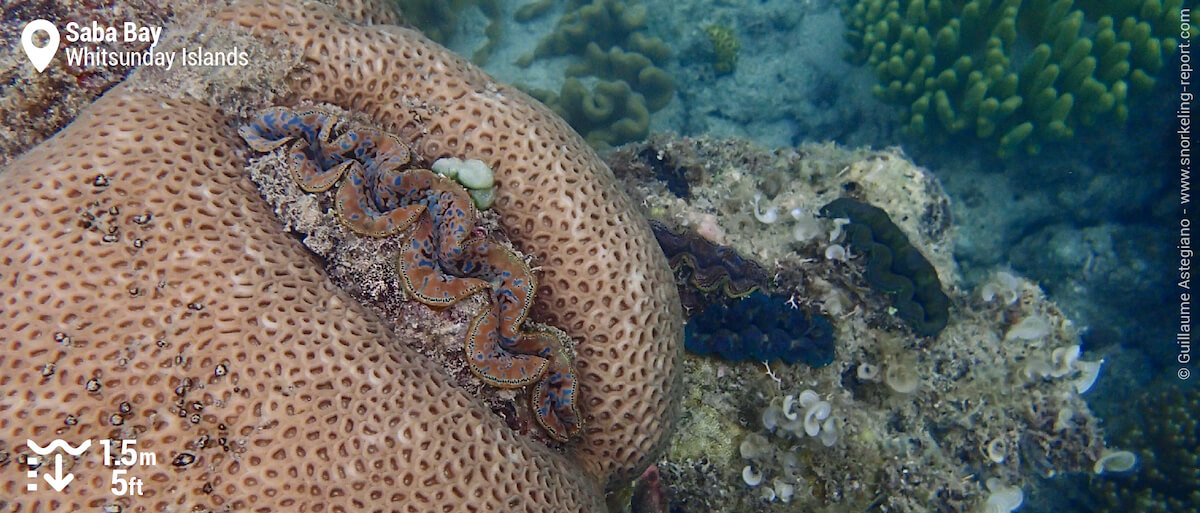 Maxima clam in Saba Bay