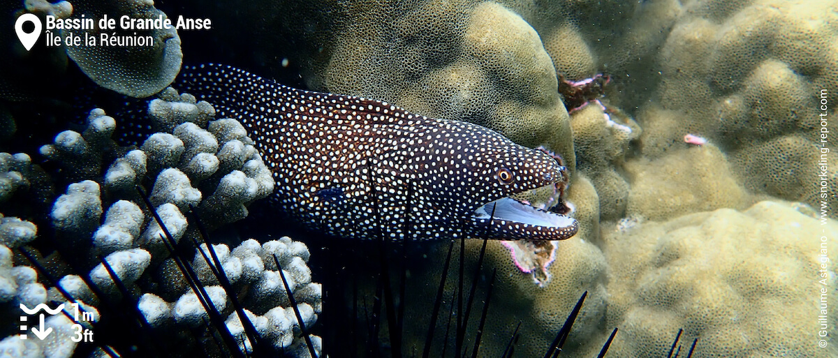 Murène ponctuée dans le bassin de Grande Anse