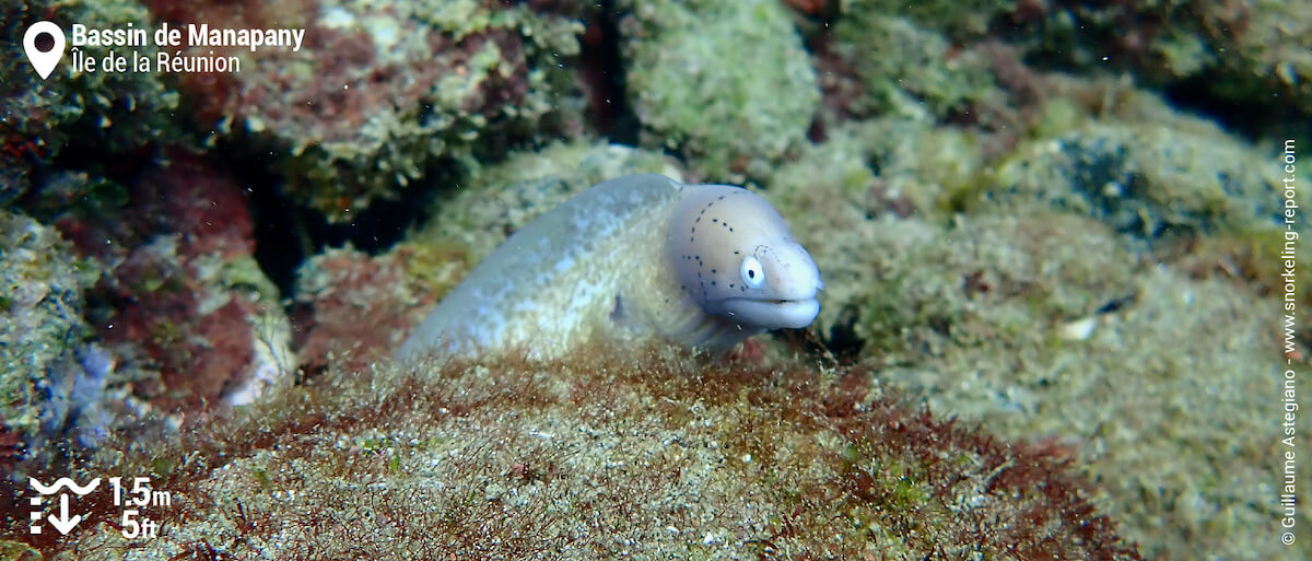 Murène tatouée dans le Bassin de Manapany