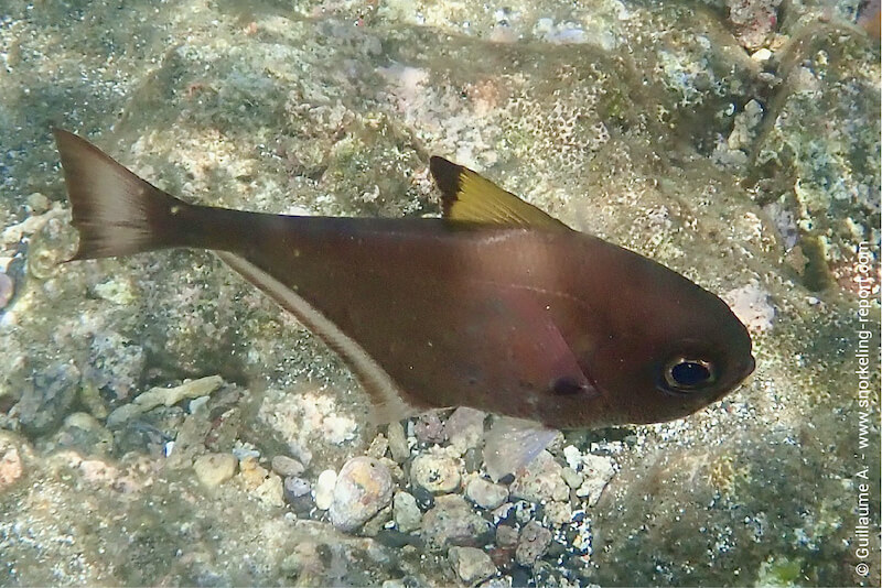 Pempheris vanicolensis