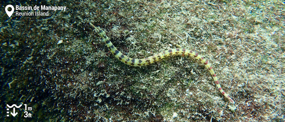 Pipefish in Manapany