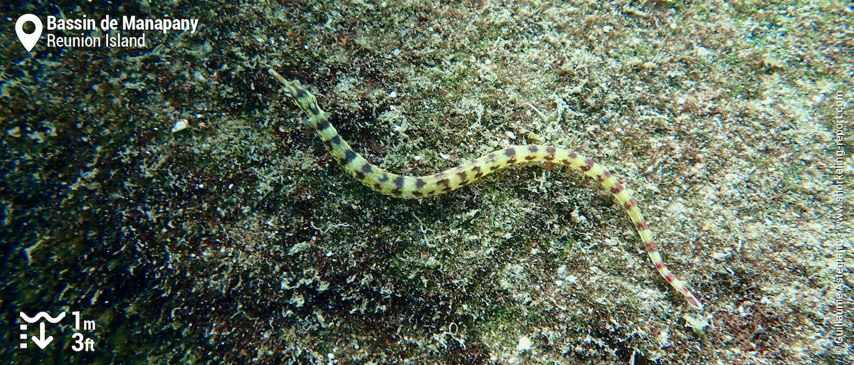 Pipefish in Manapany