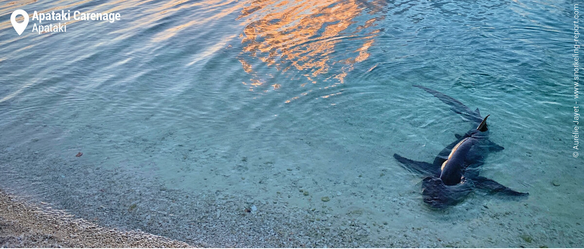 Sleeper shark in Apataki