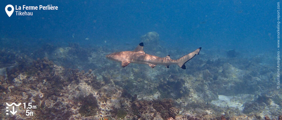 Requin à pointes noires à la Ferme Perlière