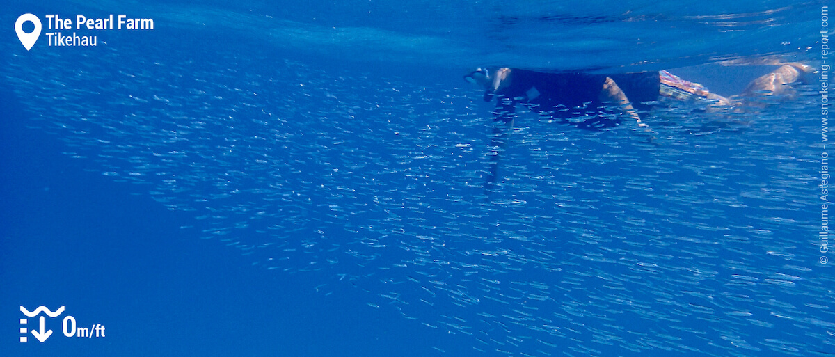 Snorkeling in the middle of a school of fish at the Old Pearl Farm