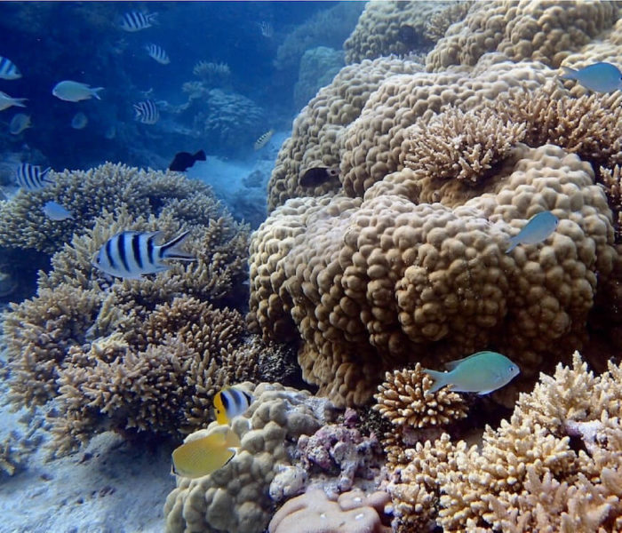 Snorkeling at Fakarava Blue Lagoon | Snorkeling in Fakarava