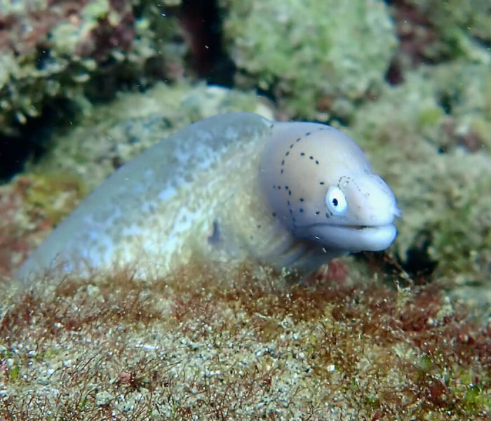 Bassin de Manapany