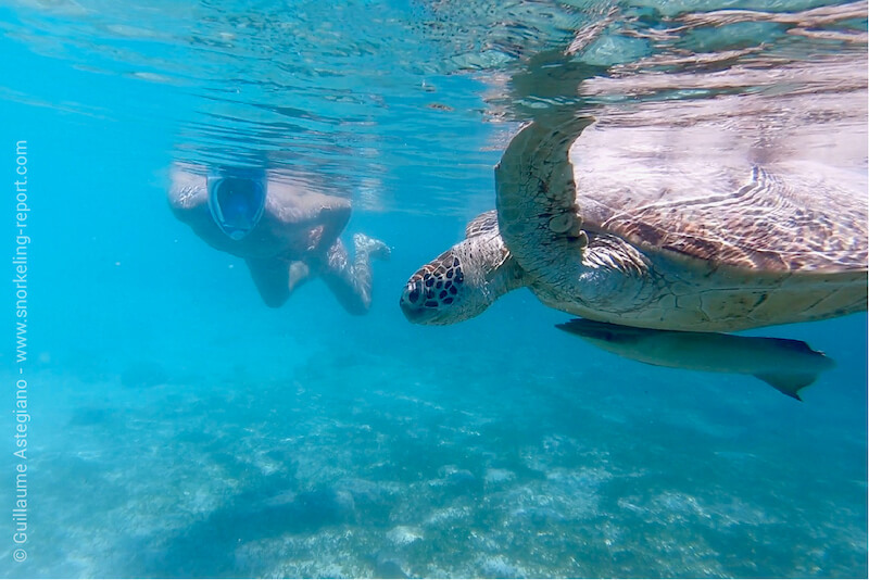 Snorkeler and sea turtle